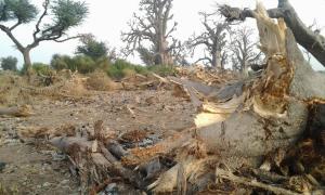 Destruction de Baobab à Thiès. Photo : Ute Bocandé